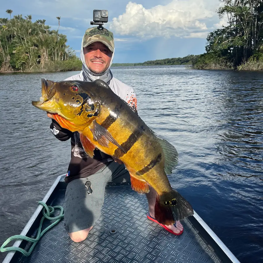 Amazon peacock bass trophy