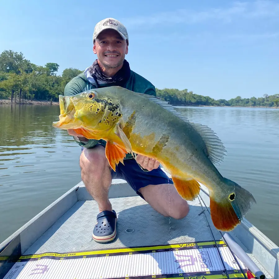 Amazon peacock bass catch